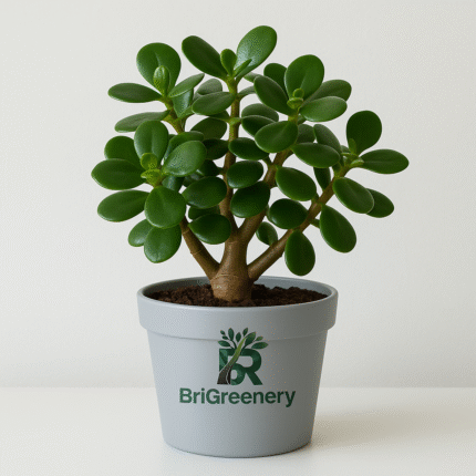 Brigreenery Jade Plant – Live Indoor Succulent | Low Maintenance Home & Office Decor Plant