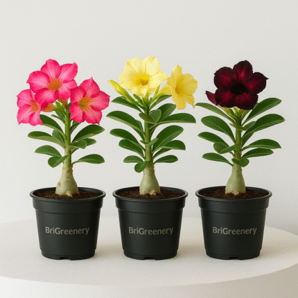 Brigreenery Combo Pack of 3 Adenium Plants – Multi Colour Flowering (Pink, Yellow & Baingani) | Healthy Live Plants