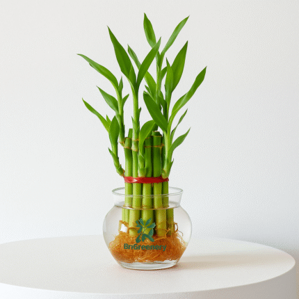 Brigreenery Lucky Bamboo Indoor Plant for Home & Office Decor | Natural Air Purifier | Low Maintenance Indoor Plant