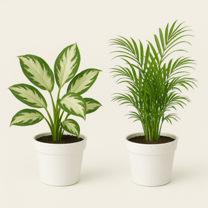 Brigreenery Snow White & Areca Indoor Plant Combo – Premium Indoor Air Purifier Plants for Home & Office Décor