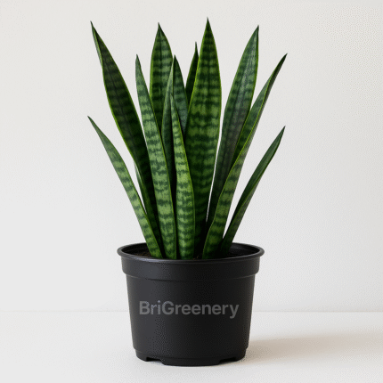 Brigreenery Snake Plant – Air Purifying Indoor Plant for Home & Office | Low Maintenance
